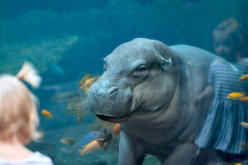 Fototapeta premium A pygmy hippopotamus (Choeropsis liberiensis) swims behind glass in an aquarium, curiously observing a young girl. 