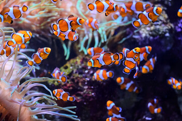 A vibrant school of clownfish (Amphiprion ocellaris) swims among swaying sea anemones in a tropical coral reef. Their striking orange, white, and black stripes contrast.