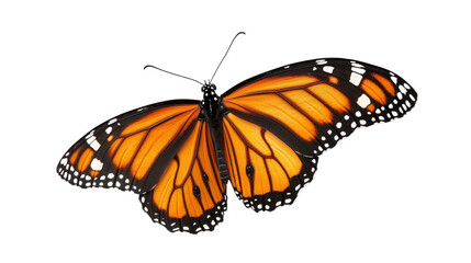 Obraz premium butterfly isolated on white background