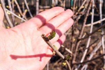 A branch of currant with buds beginning to blossom on the palm of a hand. Awakening of nature