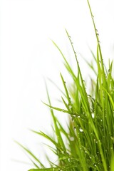 Fototapeta premium Lush green plants in Spring rain.