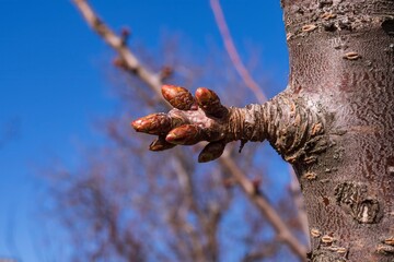 Swollen cherry buds in early spring. A branch with buds preparing to bloom.