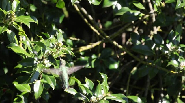 Hummingbird Feeding on A Holly Tree