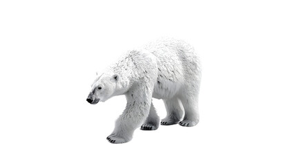 Fototapeta premium A majestic white bear in motion against a stark black background ideal for wildlife nature a