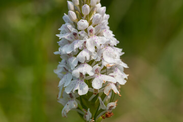 Close up of a heath spotted orchid (dactylorhiza maculata) flower in bloom