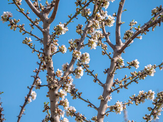 Blossoming tree branches with blue sky backdrop