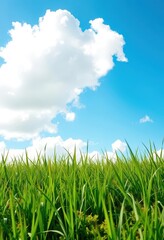 Obraz premium Vibrant green grass under a bright blue sky dotted with fluffy white clouds, clouds, environment, view