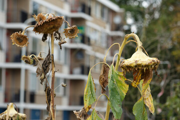 Dead sunflowers in an urban setting reveal the effects of seasonal change and neglect among nearby buildings