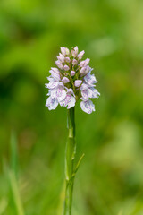 Close up of a heath spotted orchid (dactylorhiza maculata) flower in bloom