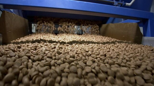 dog dry food conveyor, production line, pet food factory, close-up