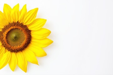Obraz premium Bright sunflower bloom against light background