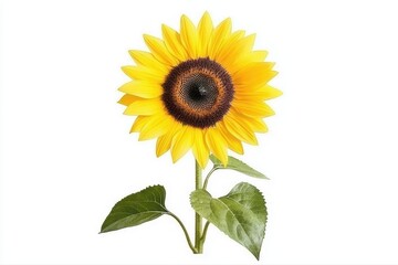 Fototapeta premium Bright sunflower with green leaves on white background