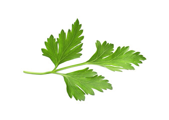 Sprig of fresh parsley isolated on white
