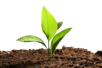 Young sapling in soil isolated on white