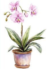 Naklejka premium A watercolor painting depicting a flowering orchid plant in a pot