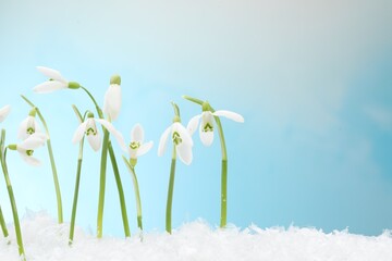 Beautiful snowdrops on snow against light blue background, closeup. Space for text