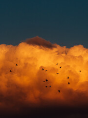 birds in sunset