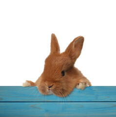 Cute fluffy bunny peeking out from blue wooden fence on white background