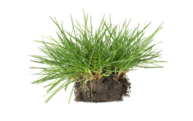 Beautiful fresh green grass with soil isolated on white