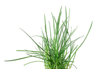 Beautiful fresh green grass isolated on white