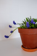 Beautiful purple grape hyacinths are growing in a simple terracotta pot, adding a touch of color and freshness to a clean white background, perfect for spring Easter decorations and home gardening