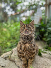 The Garden Philosopher