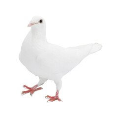 One dove isolated on white. Graceful bird