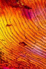Abstract micrograph of a single scale from a sockeye salmon.