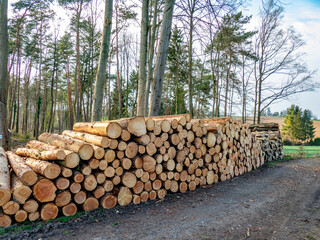 Abholzung im Frühjahr