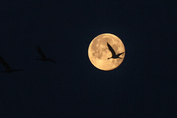 Sandhill cranes & full moon; Crane Trust; Nebraska