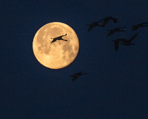 Sandhill cranes & full moon; Crane Trust; Nebraska
