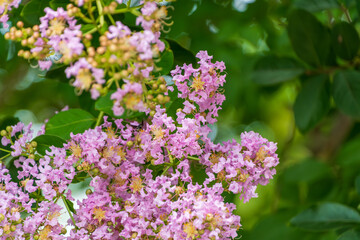 ピンクの花が咲くサルスベリの木