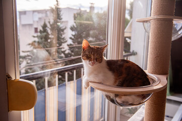 A relaxed cat lounges in a transparent bubble perch on a cat tree, gazing at the camera with a soft...