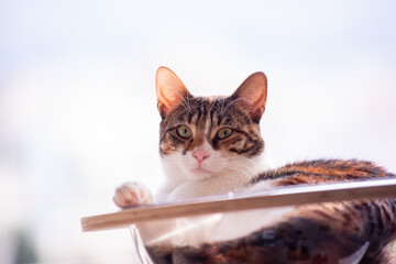 A curious tabby cat rests comfortably on a window-mounted hammock, enjoying the sunlight. Its green...