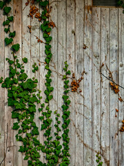 Efeu an der Wand