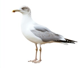 Obraz premium Standing Seagull Bird with Grey Feathers Isolated on White Background