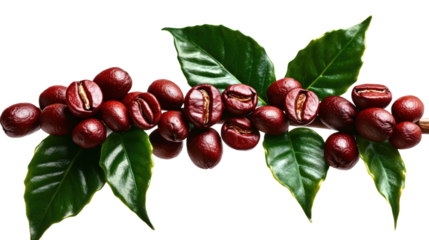 cherries with leaves