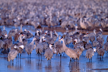 Sandhill cranes (Grus canadensis) at dawn; Crane Trust; Nebraska 