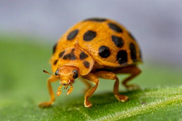 28 Spotted Potato Ladybird