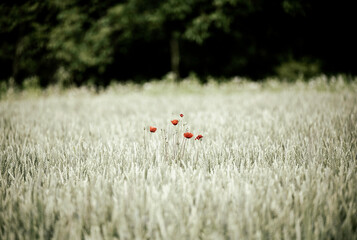 Mohnblume im Kornfeld