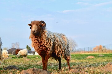 Obraz premium two sheep, a white sheep and a brown sheep