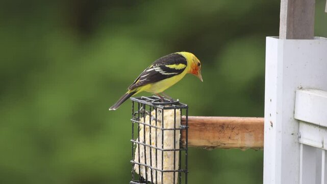 Western Tanager Eating 