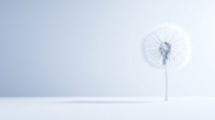 Obraz premium Serene Dandelion: A Minimalist White Bloom