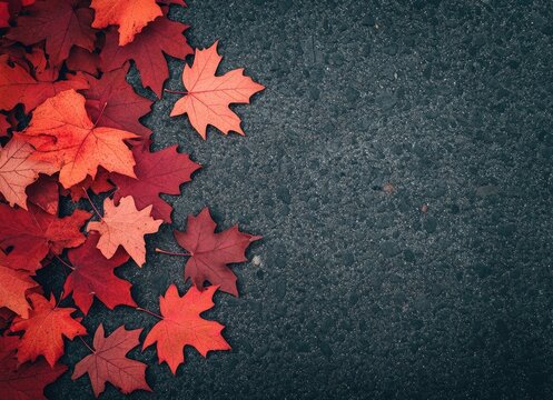Fallen Autumn Maple Leaves on Asphalt Pavement Background for Fall Season