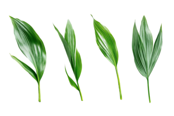 Five Green Leaves on Transparent Background, PNG