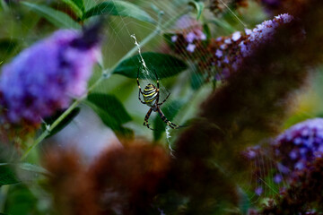 Wespenspinne im Fliederbaum
