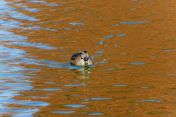 秋色の水面に浮かぶカルガモ