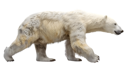 Walking Polar Bear Arctic Animal Wildlife Photography Nature Image White Bear Furry Creatu