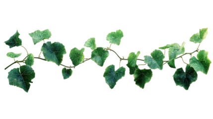 green leaves isolated on white