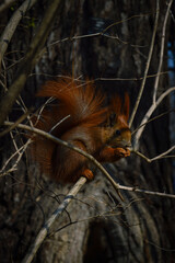 squirrel in the woods